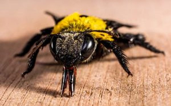 Carpenter bee close-up