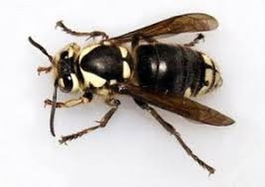 Hornet