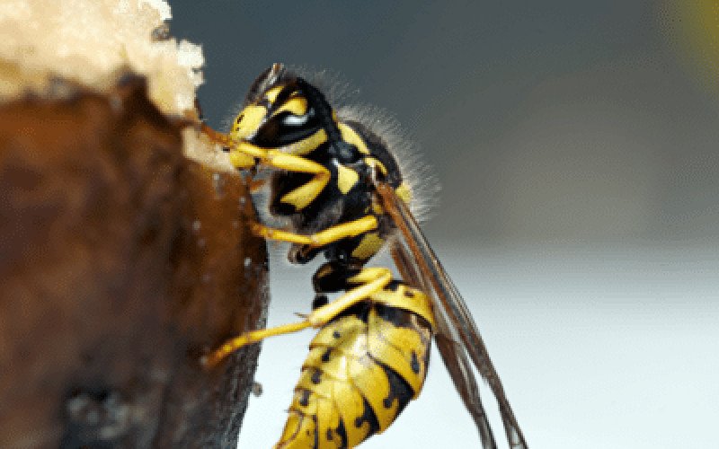 Wasp nest