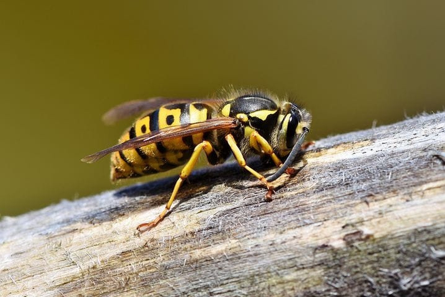 Yellow jacket on wood